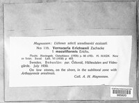Image of Verrucaria erichsenii